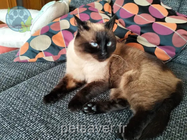 kater vermist Le Mans Pepito kater lost Le Mans Pepito
