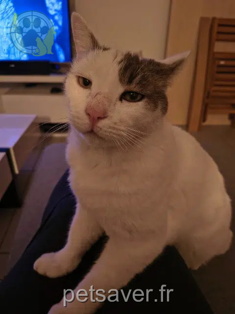 chat lost    Le Mans Plumeau