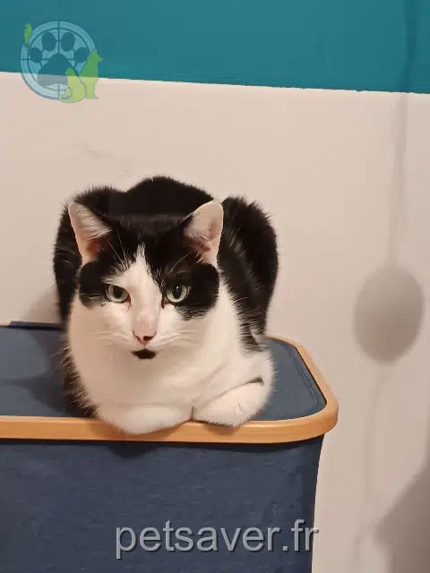 kater lost Le Mans Salem