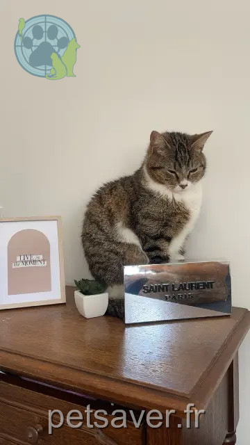 Kater vermisst Le Mans Sohan Kater lost Le Mans Sohan