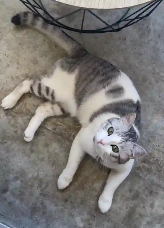 Chat Perdu 72 Sarthe Le Mans - Timmy Chat Perdu 72 Sarthe Le Mans - Timmy