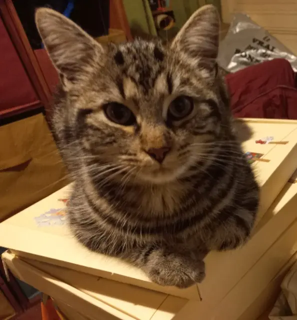 chat lost    Le Mans Tino