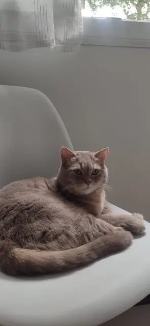 chat perdu Le Mans Tochka chat lost Le Mans Tochka
