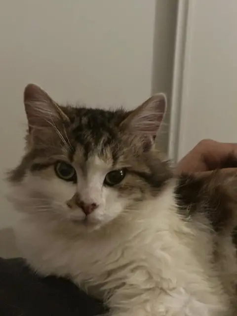 chat lost    Le Mans Tyrion