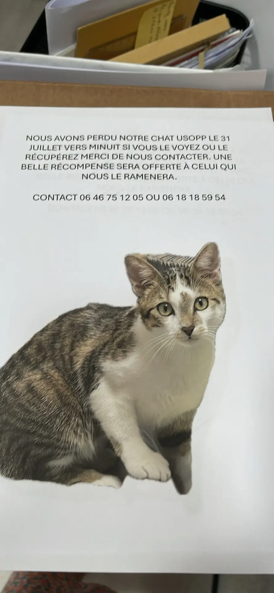 Chat Perdu 72 Sarthe Le Mans - Ussop Chat Perdu 72 Sarthe Le Mans - Ussop