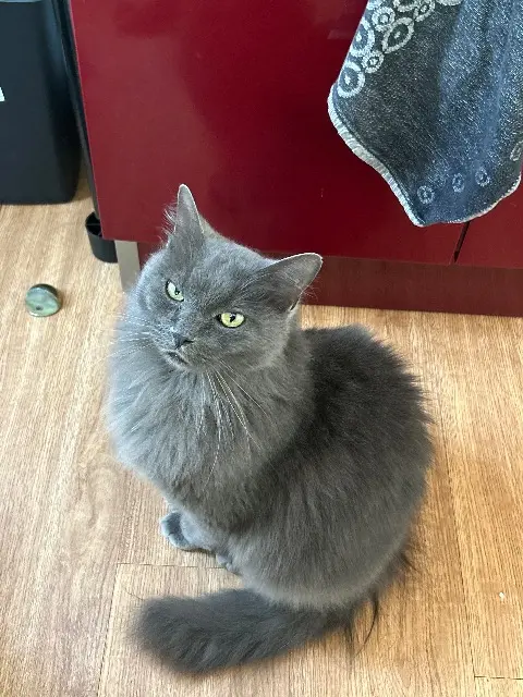 chat lost    Le Mans Yoyo