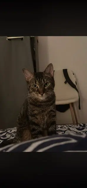 chat lost    Le Mans Yummy