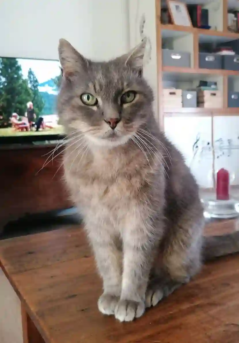 Chat Perdu 72 Sarthe Le Mans Chat Perdu 72 Sarthe Le Mans
