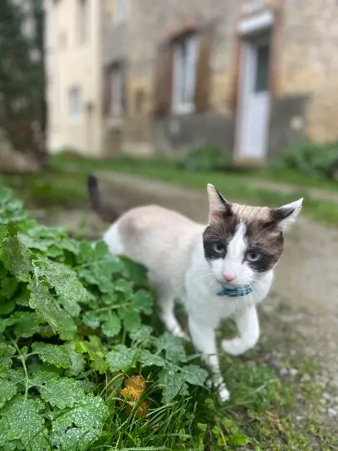 chat lost   72130 Sougé-le-Ganelon Linguini