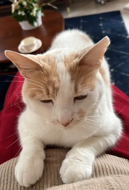 chat lost    Loir en Vallée Lucky