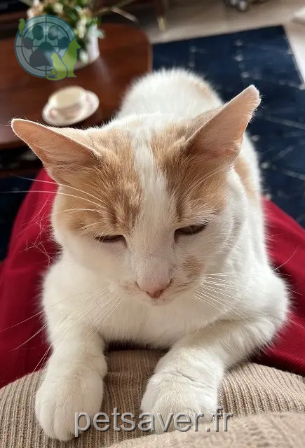 kater vermist Loir en Vallée Lucky kater lost Loir en Vallée Lucky