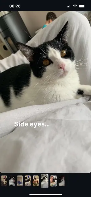 chat lost   72220 Teloché Loki