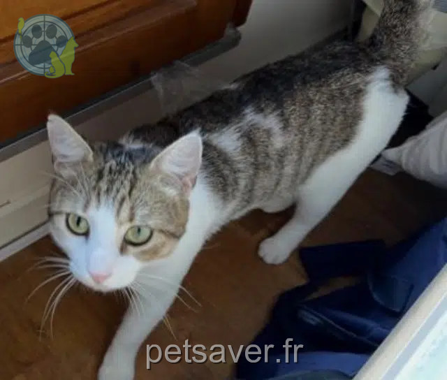 chat lost   72330 Parigné-le-Pôlin Matchat