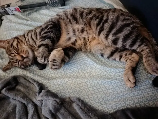 chat lost   72160 Thorigné-sur-Dué Mimi