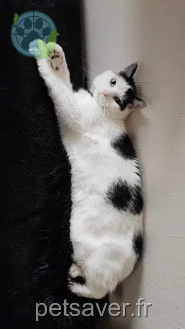 Kater lost   72110 Saint-Cosme-en-Vairais Mimi
