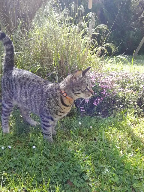 chat lost   72500 Vaas Momo