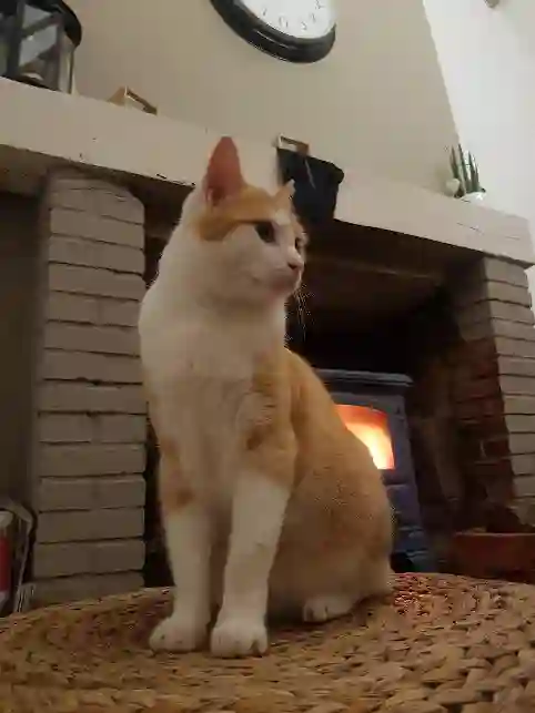 Chat Perdu 72 Sarthe Montval-sur-Loir - Attila Chat Perdu 72 Sarthe Montval-sur-Loir - Attila