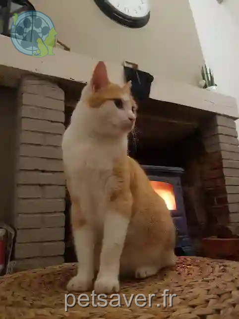 Chat Perdu 72 Sarthe Montval-sur-Loir - Attila Chat Perdu 72 Sarthe Montval-sur-Loir - Attila