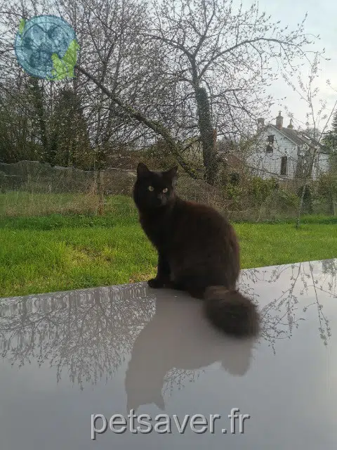 gato lost 72500 Montval-sur-Loir Loki