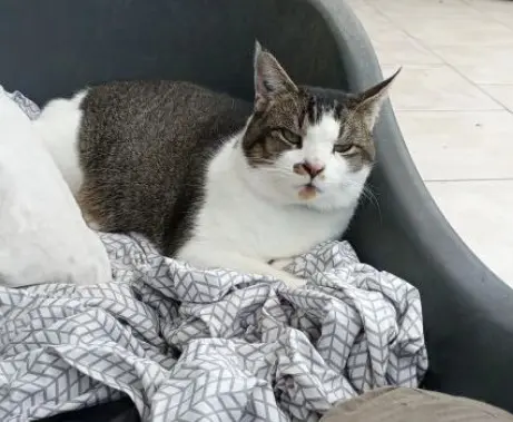 chat lost   72220 Marigné-Laillé Moustache