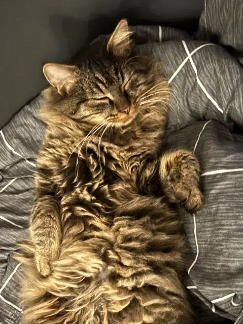 chat lost   72380 Joué-l'Abbé Mowgli