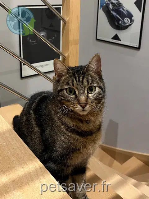 chat lost   72190 Neuville-sur-Sarthe Mushu