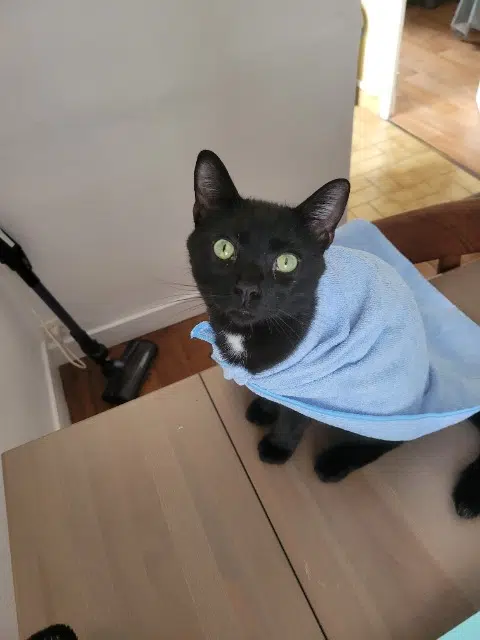 chat lost   72200 La Flèche Nera