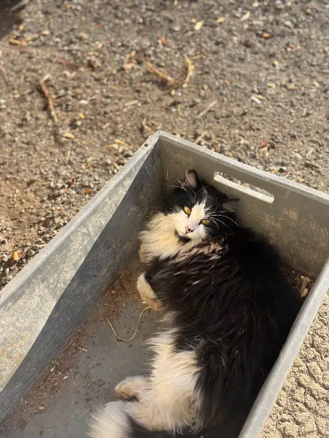 chat lost   72220 Écommoy Oreo