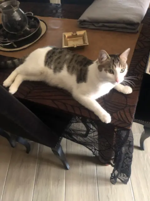 chat lost   72130 Saint-Aubin-de-Locquenay Paco