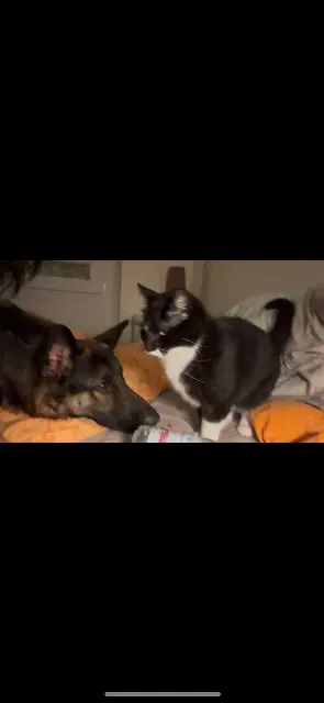 chat lost   72380 Sainte-Jamme-sur-Sarthe Pilou