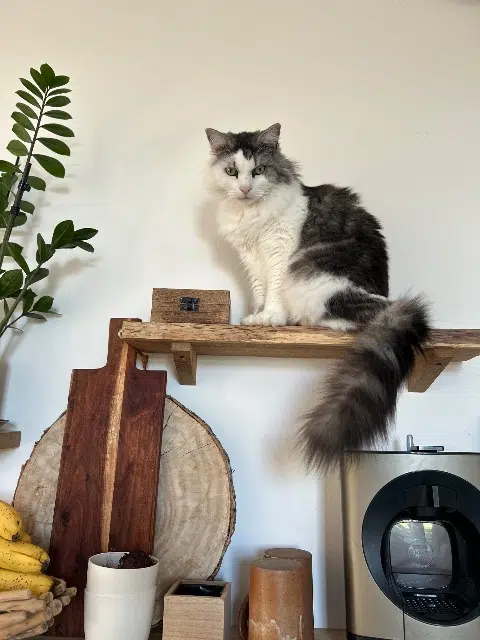 chat lost   72550 Coulans-sur-Gée Pompon