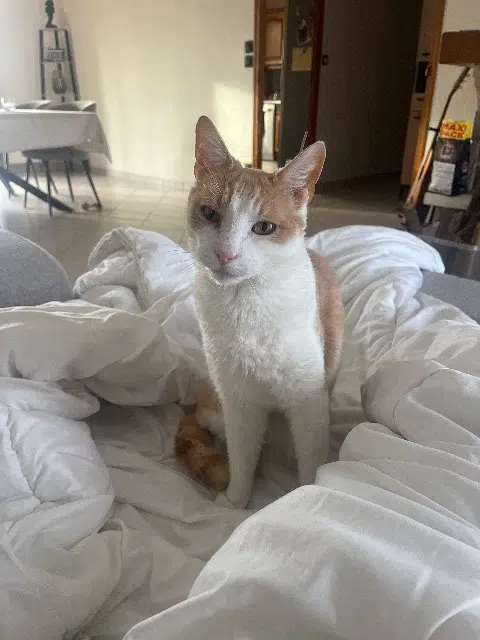 chat lost   72650 La Milesse Rebel