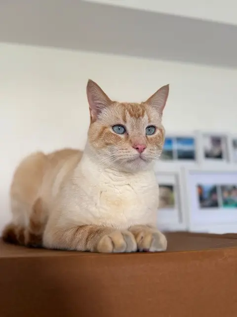 chat lost   72610 Saint-Paterne - Le Chevain Palladium