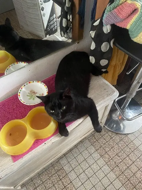 chat lost   72190 Coulaines Salem