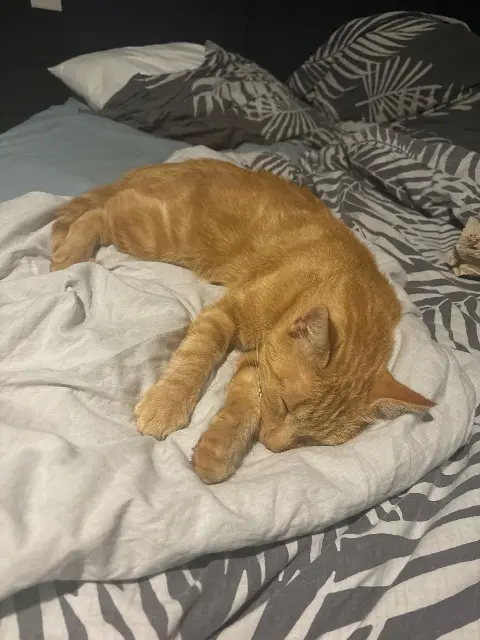 chat lost   72360 Mayet Simba