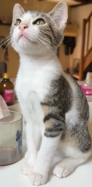 chat lost   72130 Saint-Aubin-de-Locquenay Slay