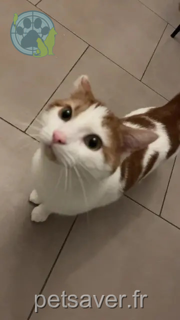 gato perdido 72130 Fresnay-sur-Sarthe Sooky gato lost 72130 Fresnay-sur-Sarthe Sooky