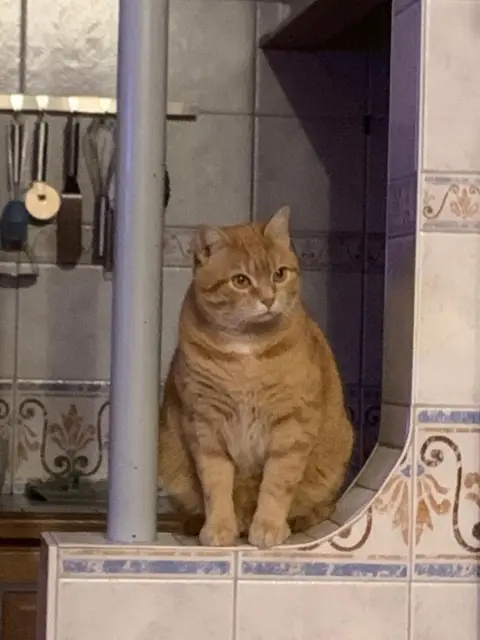chat lost   72320 Lamnay Spooky