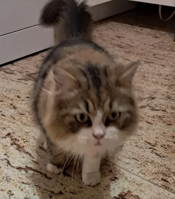 chat lost   72320 Lamnay Tchoupi