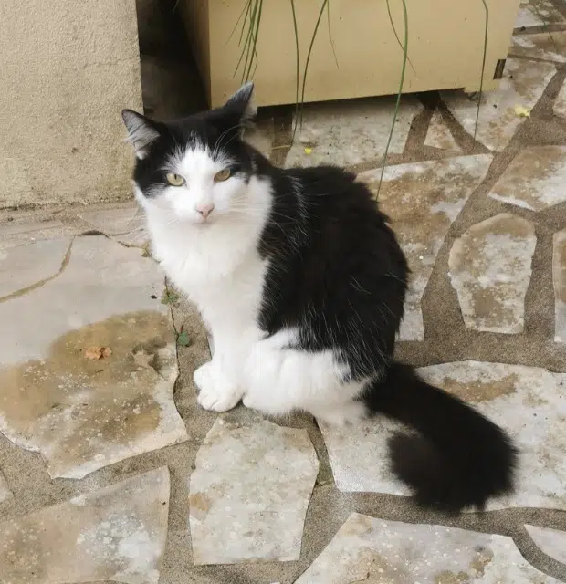 chat lost   72400 La Ferté-Bernard Ticoeur