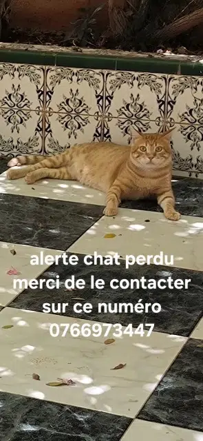 chat lost   72300 Sablé-sur-Sarthe Titus
