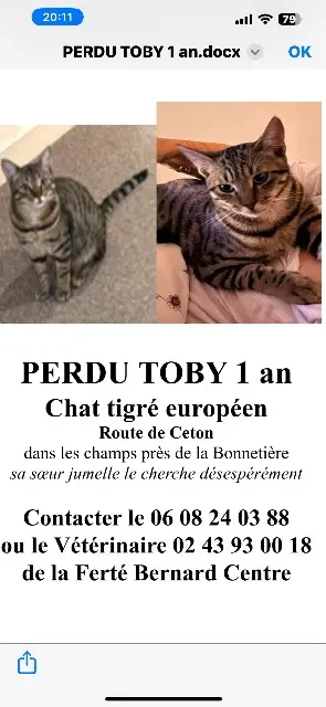 chat lost   72400 Avezé Toby
