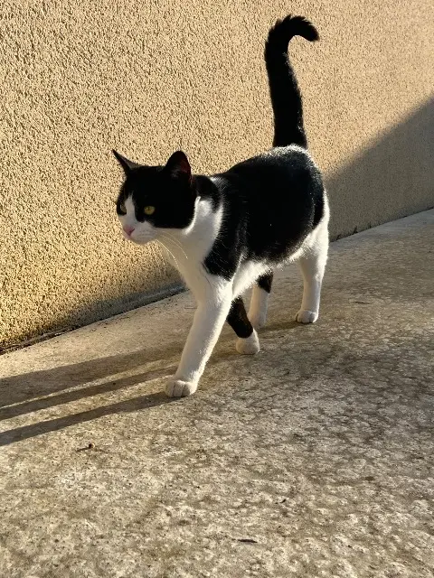 chat lost   72460 Saint-Corneille Ulysse