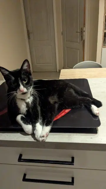 chat lost   72510 Requeil Uno