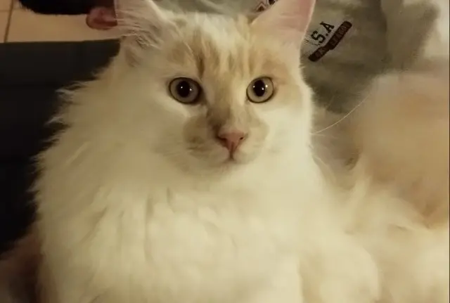 chat lost   72440 Tresson Uvé