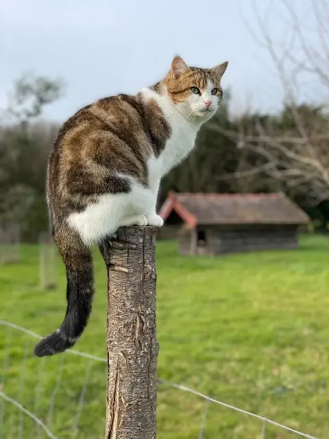 chat lost   72110 Saint-Cosme-en-Vairais Voyou