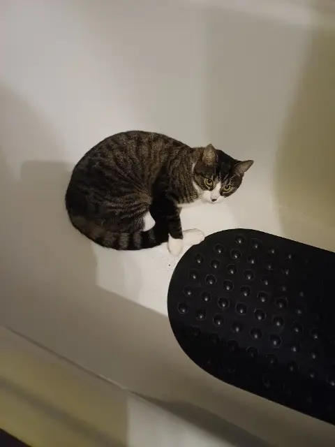 chat lost   72190 Neuville-sur-Sarthe Vroom