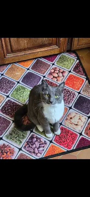 chat lost   72600 Mamers Wilson