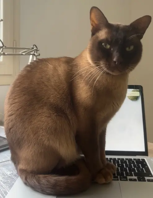 chat lost   72220 Écommoy Zanig