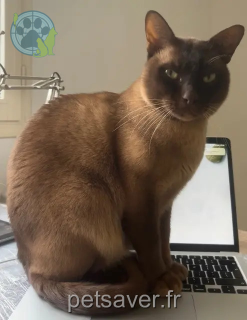Kater vermisst 72220 Écommoy Zanig Kater lost 72220 Écommoy Zanig